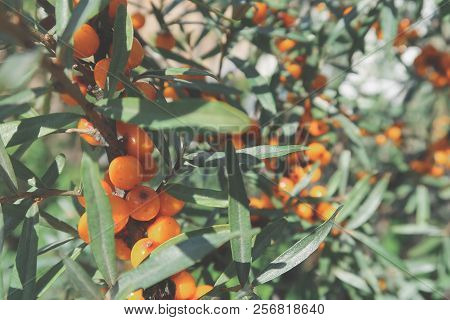 Branch Of Ripe Sea-buckthorn Berries. Ripe Orange Sea Buckthorn Berries On A Branch With Green Leave