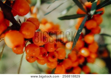 Branch Of Ripe Sea-buckthorn Berries. Ripe Orange Sea Buckthorn Berries On A Branch With Green Leave