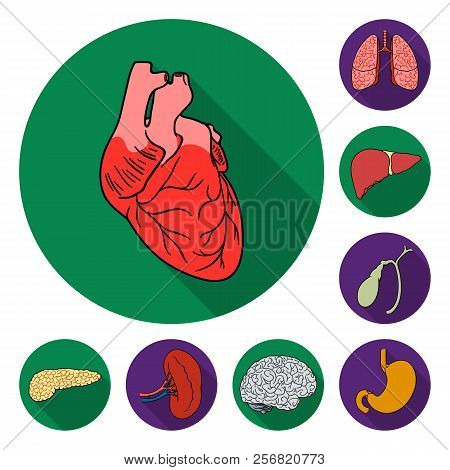 Human Organs Flat Icons In Set Collection For Design. Anatomy And Internal Organs Vector Symbol Stoc