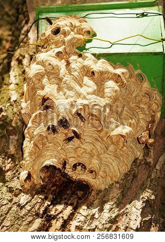Hornets Nest In The Summer At A Bird House