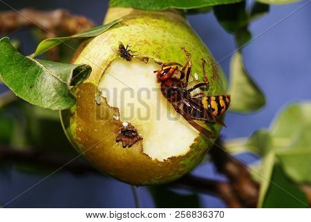 Hornet Eats A Pear In A Pear Tree