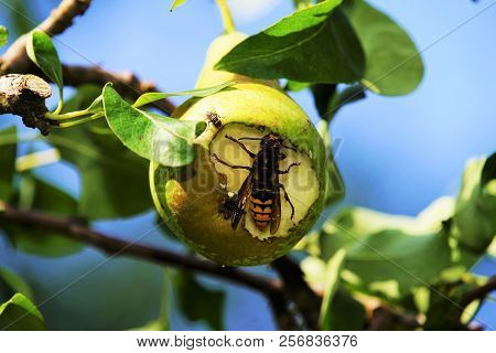 Hornet Eats A Pear In A Pear Tree