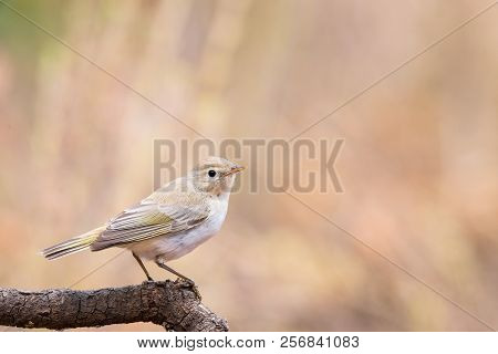Phylloscopus Bonelli Or Mosquitero Papialbo On A Branch
