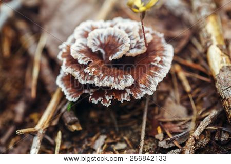 Macro Of Beautiful Small Red Yellow Turkey Tail Mushroom In Autumn Forest Grass Moss. View From Top 