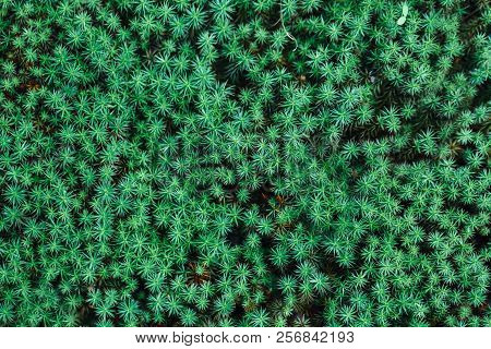 Closeup Macro Of  Green Moss In Forest. Textured Natural Green Background. View From Top Above.
