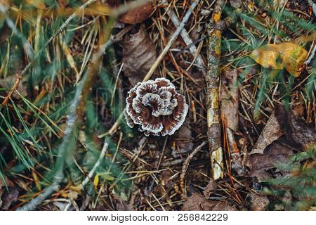 Macro Of Beautiful Small Red Yellow Turkey Tail Mushroom In Autumn Forest Grass Moss. View From Top 