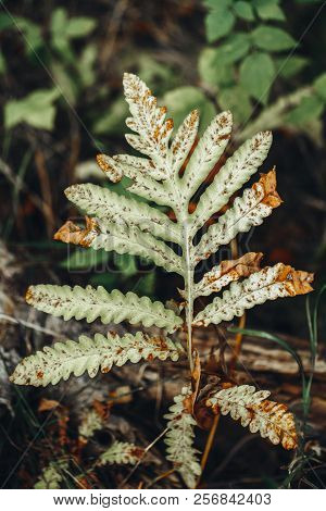Closeup Macro Of Fern Green Bush Leaves With Red Orange Withered Spots. Textured Natural Green Backg