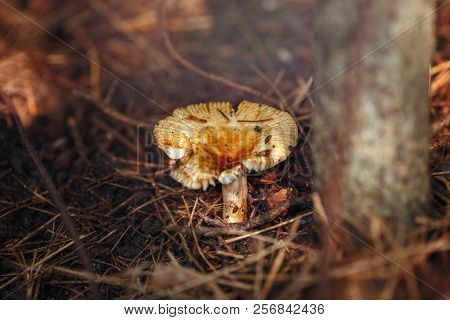 Macro Of Beautiful Small Red Yellow Russula Mushroom In Autumn Forest Grass Moss. View From Top Abov