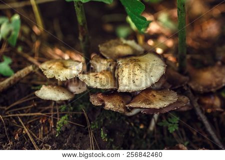 Macro Of Beautiful Small Red Yellow Mushroom In Autumn Forest Grass Moss. View From Top Above. Fungu
