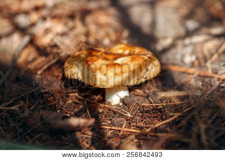 Macro Of Beautiful Small Red Yellow Russula Mushroom In Autumn Forest Grass Moss. View From Top Abov