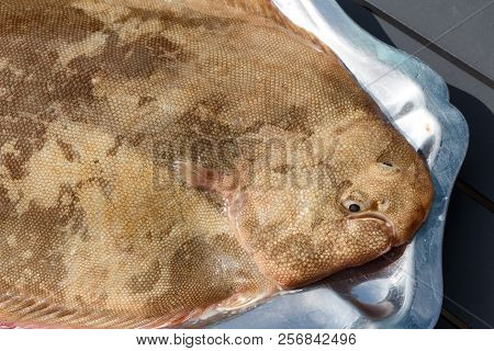 Common Sole On A Pewter Dish After Fishing In Brittany