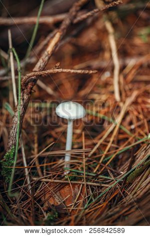 Macro Of Beautiful Small Red Yellow Mushroom In Autumn Forest Grass Moss. View From Top Above. Fungu