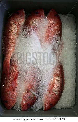 fish. fresh fish for sale. sea food market. fish on ice. dead fish. 
