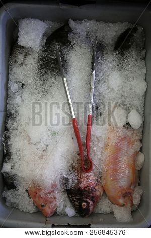 fish. fresh fish for sale. sea food market. fish on ice. dead fish. 
