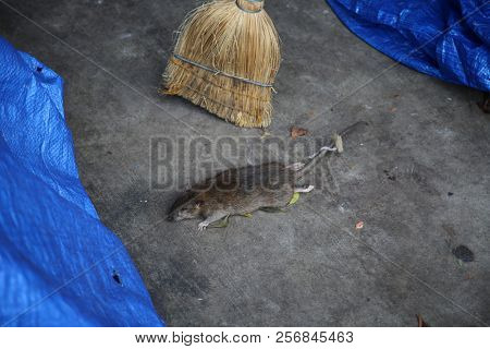 Dead Rat. Dead Rat being swept into the gutter of the street in a homeless encampment. Sewer Rat at homeless camp. 