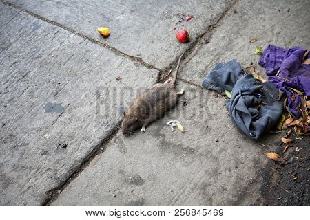 Dead Rat. Dead Rat being swept into the gutter of the street in a homeless encampment. Sewer Rat at homeless camp. 