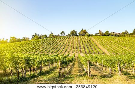 Scenic View On Vineyard Rows On A Hill In Late Summer