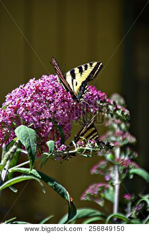 Two Butterflies On A Purple Butterfly Bush Bloom