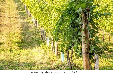 Scenic View On Vineyard Rows On A Hill In Late Summer