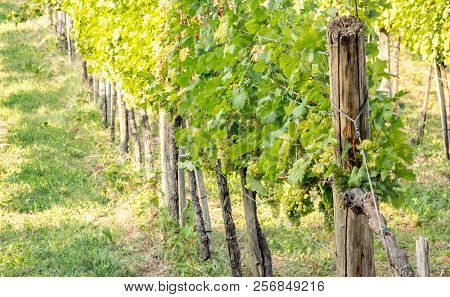 Scenic View On Vineyard Rows On A Hill In Late Summer