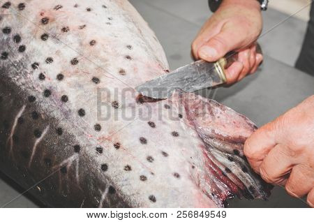 Cutting The Fish's Fin