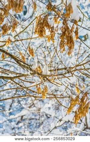 Dry Ash Seeds In The Backlight In The Winter Forest, Close-up. Selective Focus