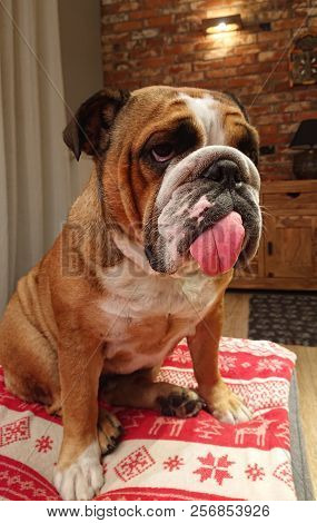 Funny Dog ​​with Tongue, House. Bulldog With Tongue On Top - Fynny Animal.