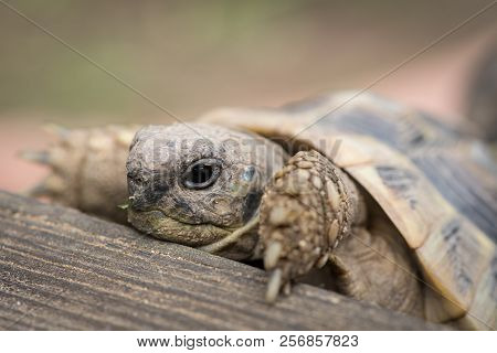 Portrait Of A Tortoise (testudo Hermanni Boettgeri) Climbing On A Piece Of Wood