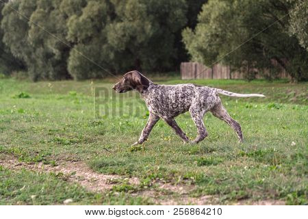 German Shorthaired Pointer, German Kurtshaar One Spotted Puppy In Motion, Photo In Profile, On Backg