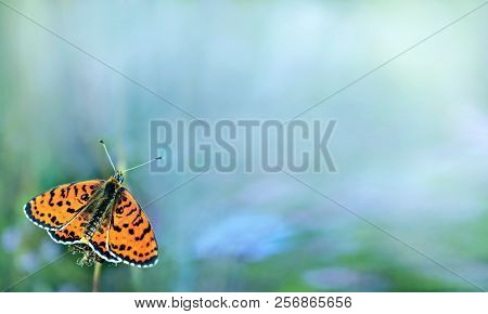 Beautiful Butterfly On A Meadow.  Brush-footed Butterflies. Copy Spaces.