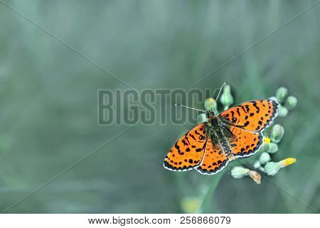 Beautiful Butterfly On A Meadow.  Brush-footed Butterflies. Copy Spaces.