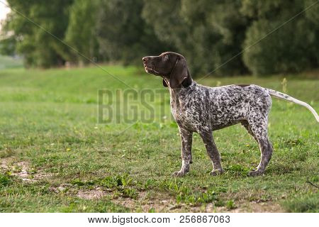German Shorthaired Pointer, German Kurtshaar One Spotted Puppy Stand Up With Head Up, Profile Photo,