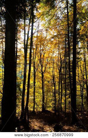 Trees In Autumn Season Background