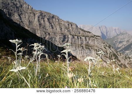 Some Edelweis Flowers In Front Of A Rock Wall