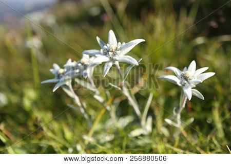 Some Edelweis Flowers In The Austrian Alps