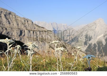 Some Edelweis Flowers In Front Of Rock Mountains