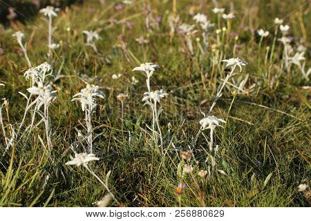 Many Beautiful Edelweis Flowers On A Field