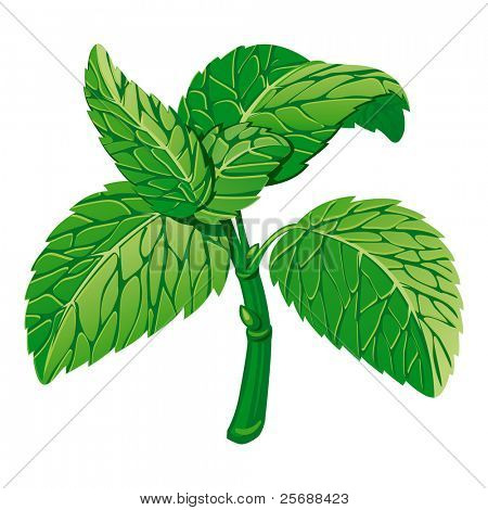 Mint. Vectorillustratie (EPS-v.8.0)