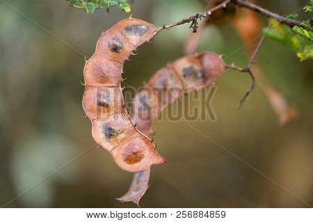 Acacia Consinna Commonly Called Seekakai, It's Fruits Powder Is Traditionally Using As A Shampoo In 