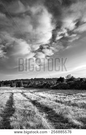 Beautiful Summer Sunset Landscape Image Of Ashdown Forest In English Countryside Black And White Ima