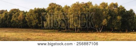 Beautiful Summer Sunset Panorama Landscape Image Of Ashdown Forest In English Countryside With Vibra