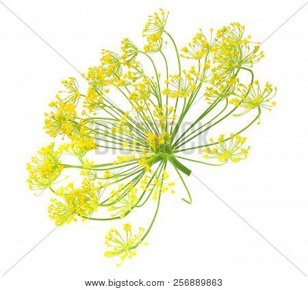 Fresh Dill Flower Isolated On White Background