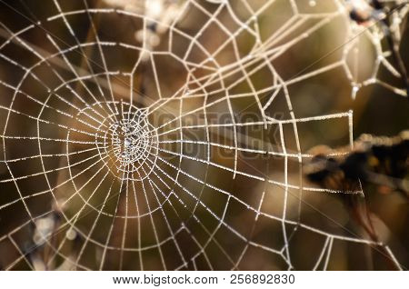 A Large Cobweb On The Grass, Early Autumn Morning, Great Work, Beautiful, The Creation Of A Spider
