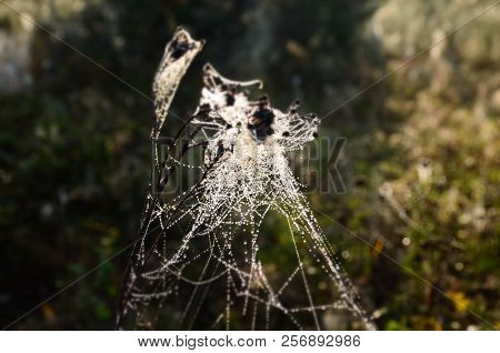 A Large Cobweb On The Grass, Early Autumn Morning, Great Work, Beautiful, The Creation Of A Spider
