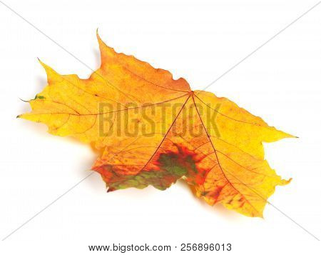 Multicolor Autumn Maple Leaf Isolated On White Background. Selective Focus.