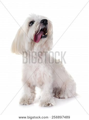 Coton De Tulear In Front Of White Background
