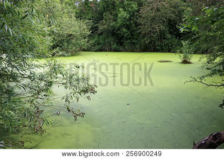 Pond In A Park Shaded And Overgrown With Duckweed, Lemna Minor, And Littered With A Few Drinks Cans.