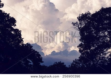 Landscape With Purple Clouds Through Trees Silhouette. Landscape With Clouds Over Trees. Purple Clou
