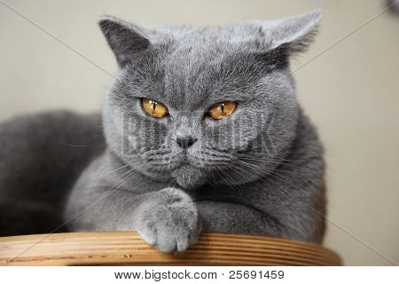 Mona Lisa kočka