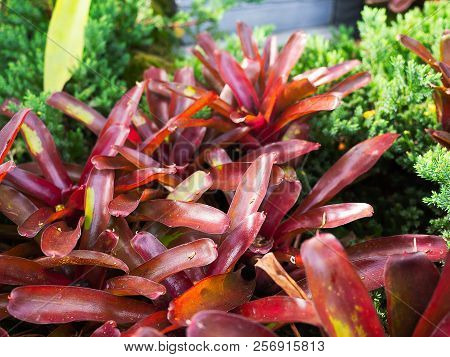 Close Up Red Bromeliad ( Bromeliaceae) Plant Tropical Flower.